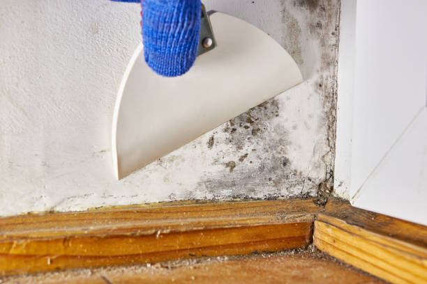 Best Crawl Space Mold Remediation  in Lake Delta, NY